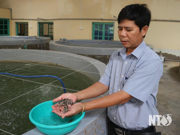 Đây là loại cá mú bán đắt tiền mà nông dân tỉnh Ninh Thuận nuôi có thể làm giàu được - Ảnh 1.