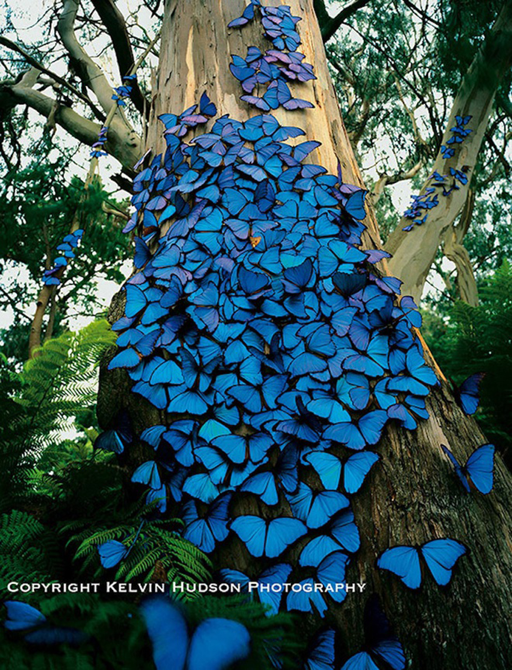 Những bức ảnh về loài bướm xanh to bằng bàn tay, được mệnh danh là loài &quot;sinh vật quyến rũ&quot; - Ảnh 1.