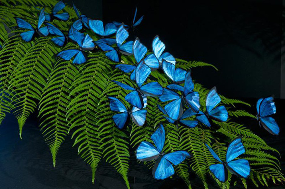 Những bức ảnh về loài bướm xanh to bằng bàn tay, được mệnh danh là loài &quot;sinh vật quyến rũ&quot; - Ảnh 4.