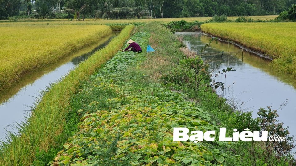 Bạc Liêu: Dưới ruộng nuôi tôm cấy lúa, trên bờ trồng dưa hấu, dưa leo, cứ 1ha nông dân lời 100 triệu  - Ảnh 1.