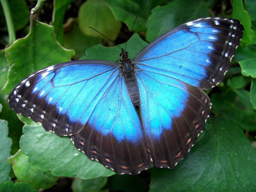 Những bức ảnh về loài bướm xanh to bằng bàn tay, được mệnh danh là loài &quot;sinh vật quyến rũ&quot; - Ảnh 5.
