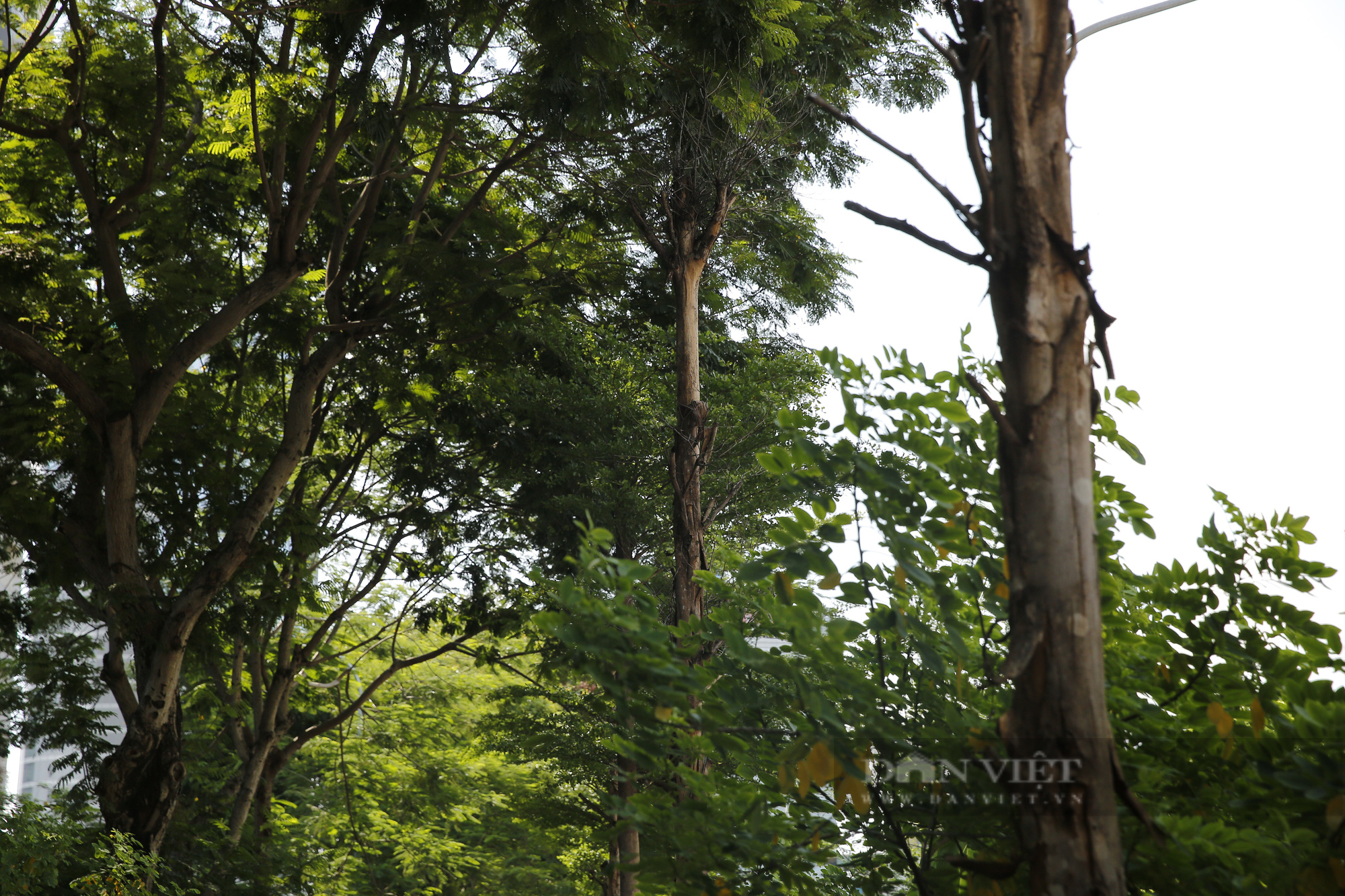 Đường đi bộ ngợp cây xanh giữa trung tâm Hà Nội bỗng trở nên nhếch nhác, trơ trọi - Ảnh 11.