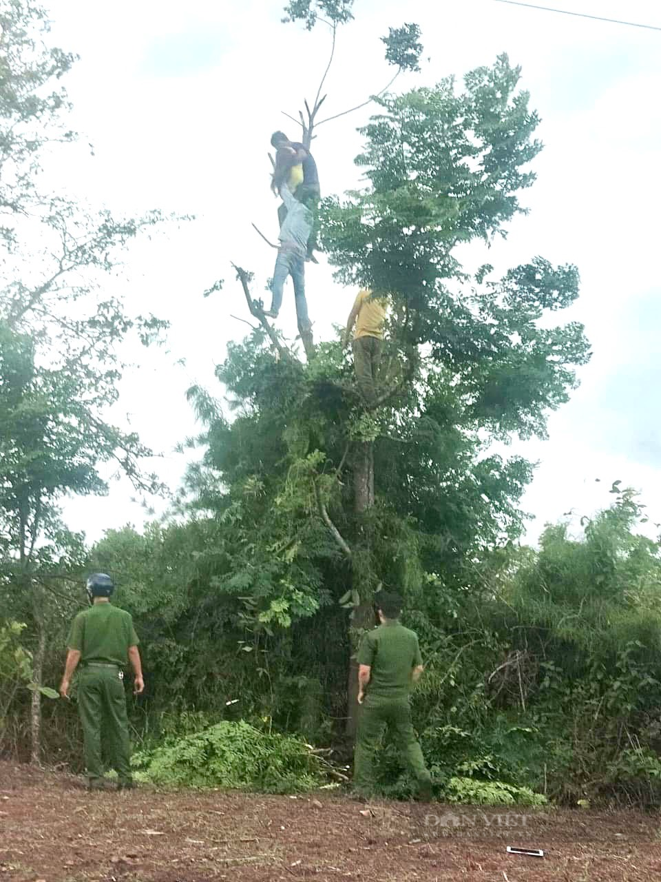 Đắk Lắk: Người phụ nữ bị điện giật chết trên cây khi đang hái lá cho dê - Ảnh 1.