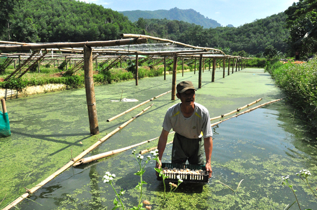 Hà Giang: &quot;Vua trồng rừng&quot; có 450ha đất, nhưng khi nuôi la liệt con đặc sản thì người người lại kéo tới xem - Ảnh 1.