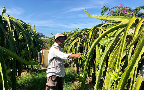 Nông dân tỉnh Bình Thuận trồng thanh long thu không đủ chi đành "cầm cự" chờ thời