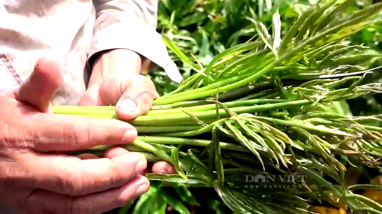 TP.HCM: Nhàn nhã trồng loại rau dại, một thời chống đói, ông nông dân thu 200 triệu mỗi năm - Ảnh 4.