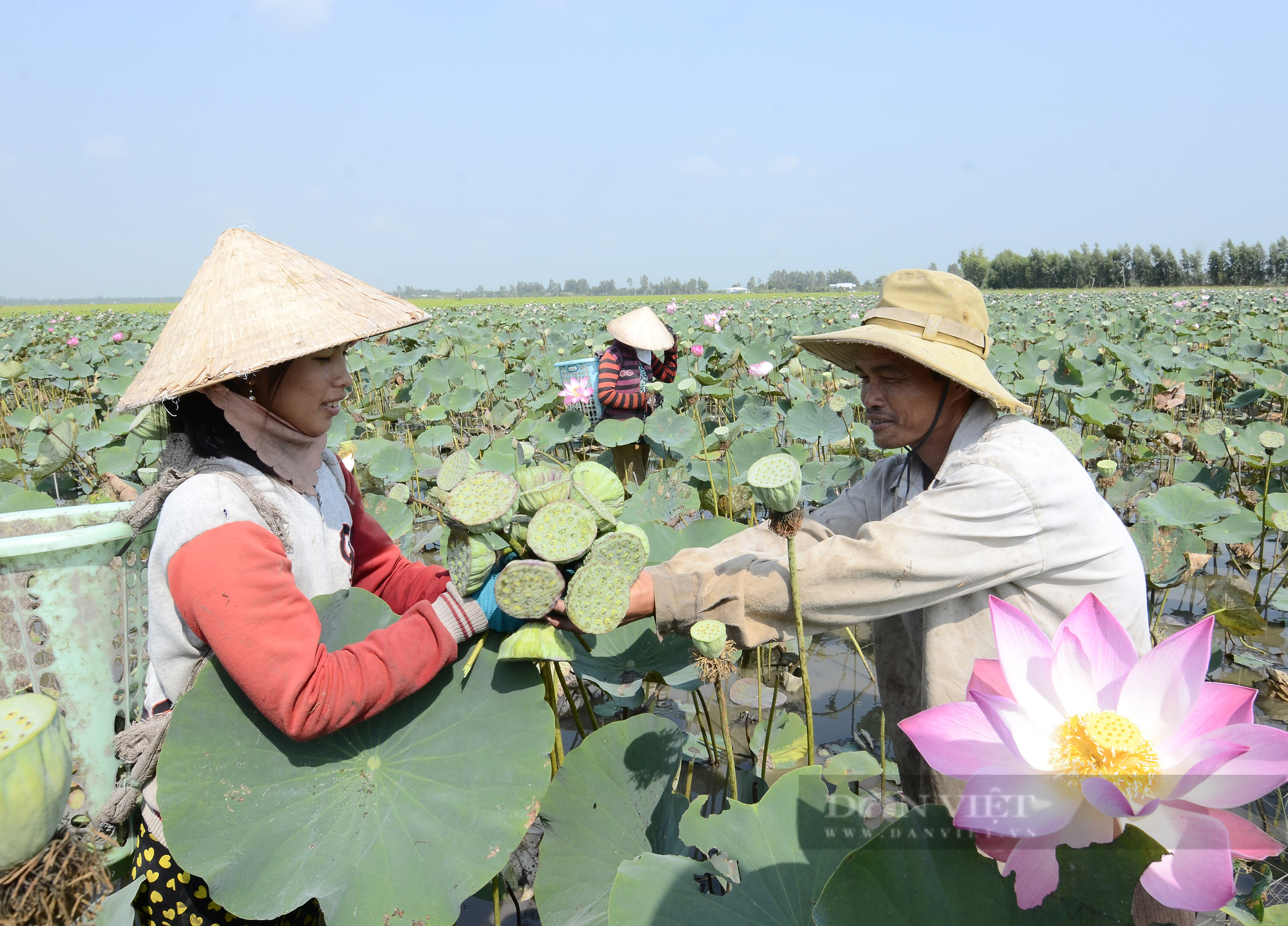 Huyện nông thôn mới tạo điều kiện cho nông dân lập kỳ tích từ vườn cây, rẫy màu, ao cá - Ảnh 9.