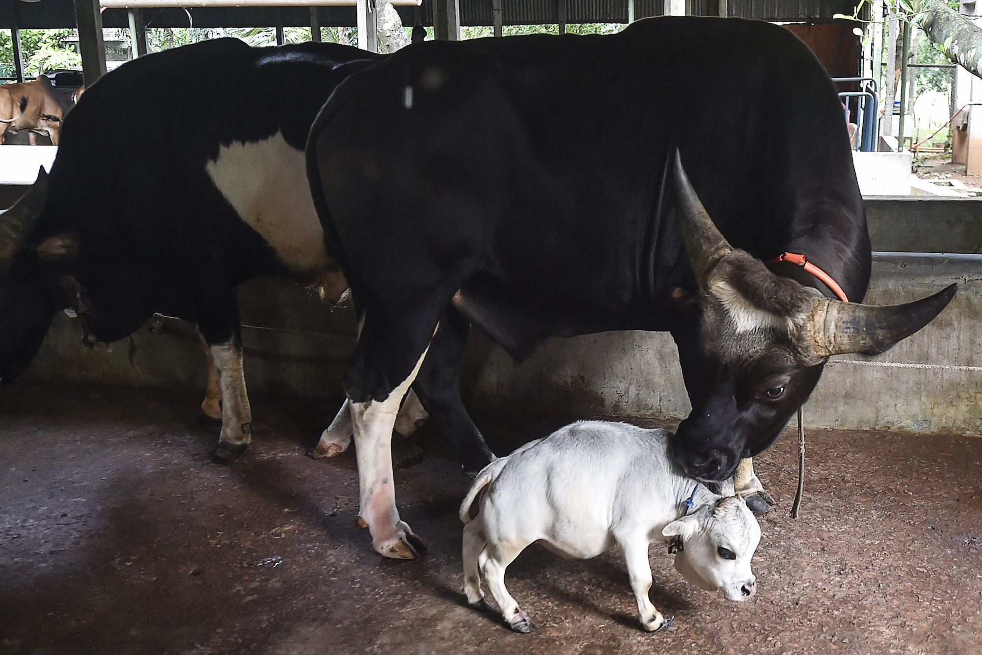 Dân làng lũ lượt kéo nhau đến xem con bò bé nhất thế giới, chỉ cao 51cm, nặng 26kg, dài chỉ &quot;nhõn&quot; 66cm - Ảnh 1.
