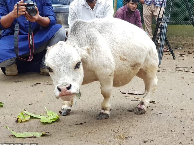 Dân làng lũ lượt kéo nhau đến xem con bò bé nhất thế giới, chỉ cao 51cm, nặng 26kg, dài chỉ &quot;nhõn&quot; 66cm - Ảnh 2.