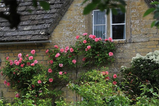 Những ngôi nhà phủ đầy hoa hồng khiến ai nhìn cũng mê - Ảnh 11.