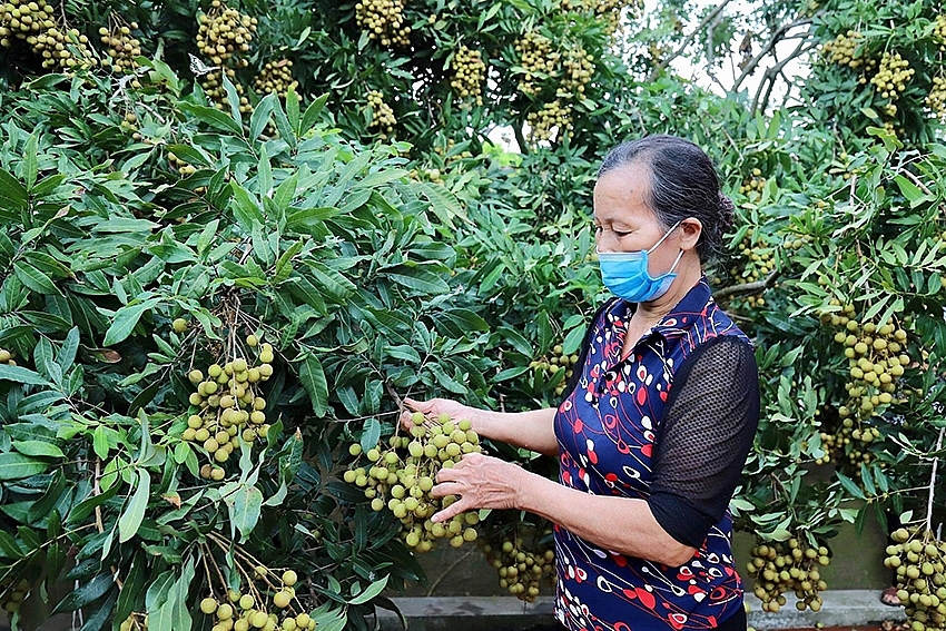 Gấp rút chuẩn bị sự kiện xúc tiến tiêu thụ nhãn lồng Hưng Yên quy mô lớn - Ảnh 1.