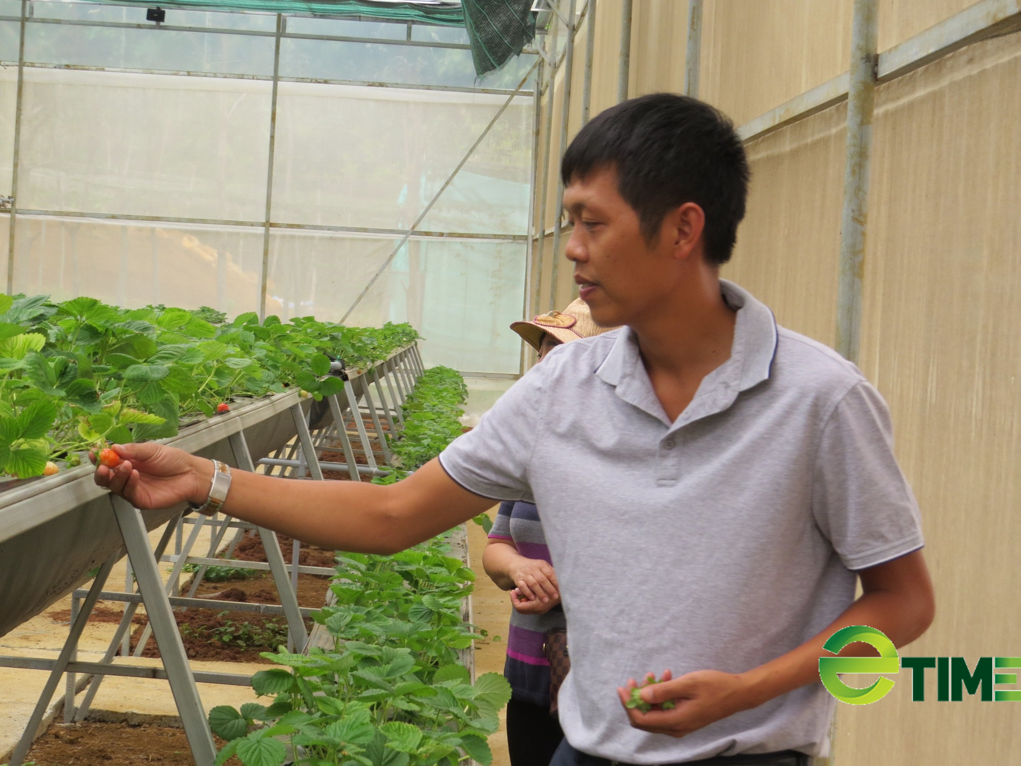 Phú Yên: Rau quả của BB Farm tham gia chương trình OCOP 2021 - Ảnh 2.