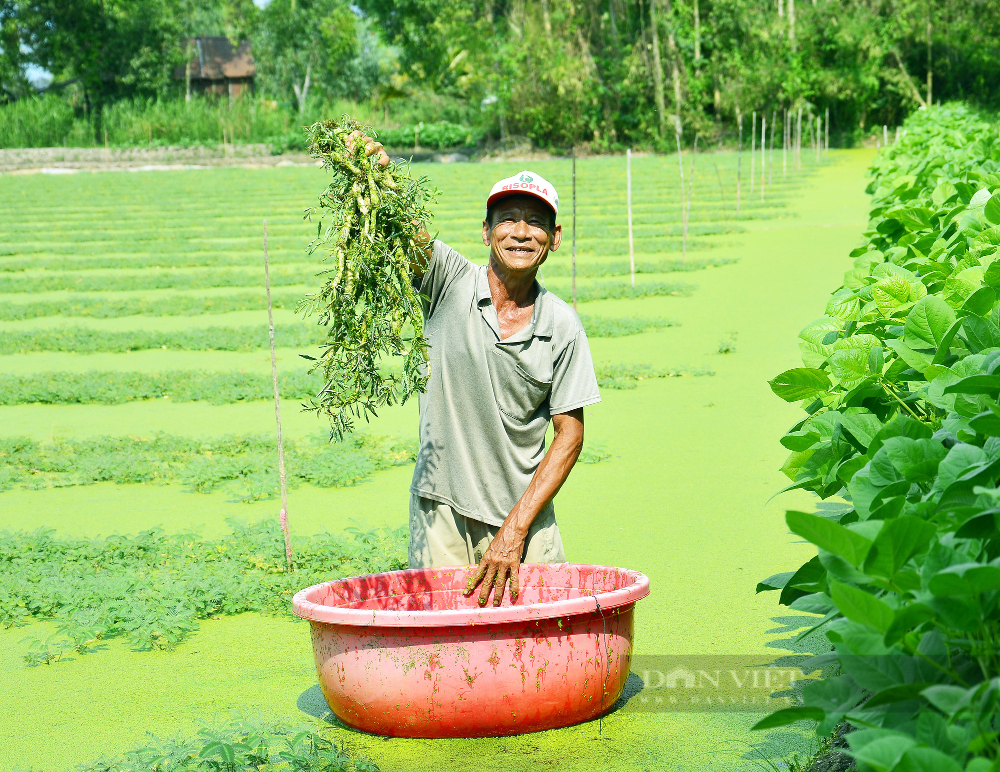 Kiên Giang: Trồng loại rau bò lúc nhúc trên mặt nước, “một vốn bốn lời” - Ảnh 2.