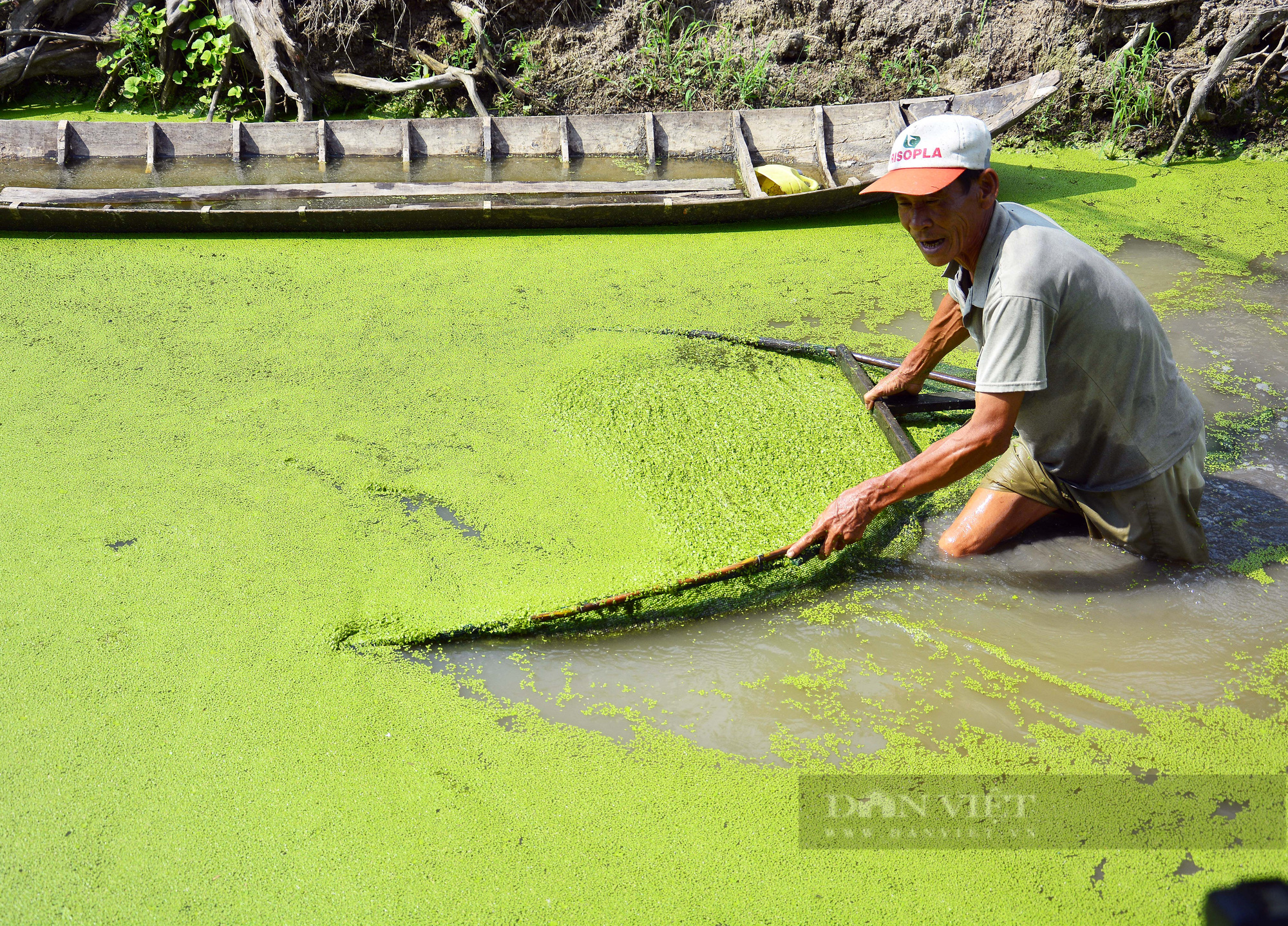 Kiên Giang: Trồng loại rau bò lúc nhúc trên mặt nước, “một vốn bốn lời” - Ảnh 4.