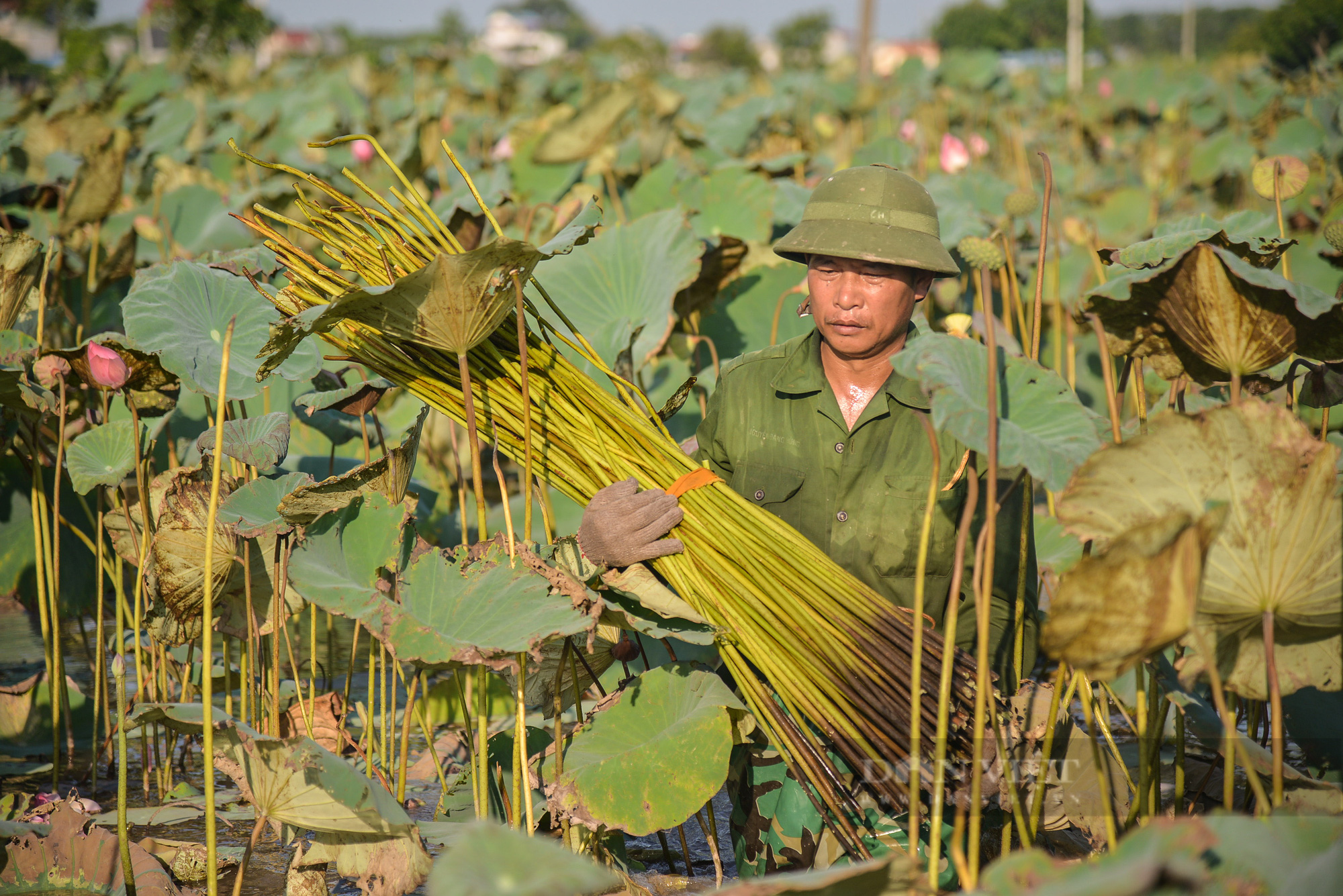 Hình ảnh người nghệ nhân đầu tiên dệt thành công lụa từ tơ sen ở Việt Nam - Ảnh 12.