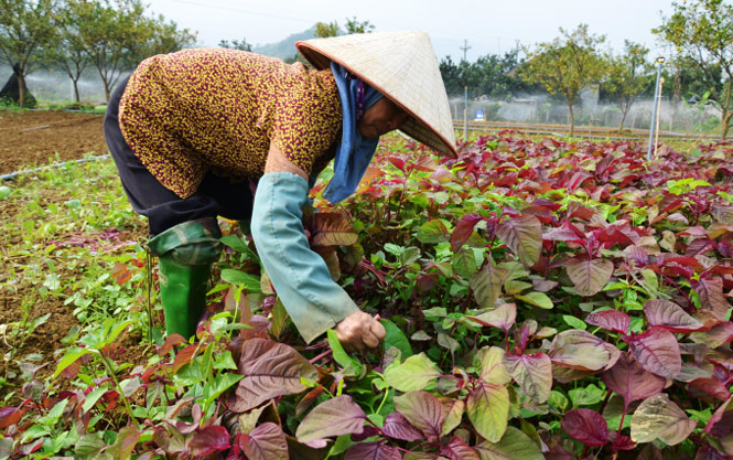Vì sao ngành nông nghiệp Hà Nội khuyến khích nông dân trồng rau, nuôi cá &quot;thuận thiên&quot;? - Ảnh 1.