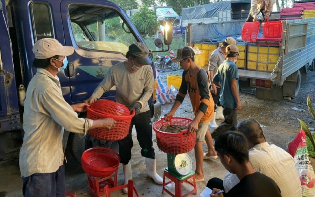 Tiền Giang: Dân đổ xô xuống ao, hồ kéo lưới bắt tôm bán &quot;chạy&quot; dịch Covid-19