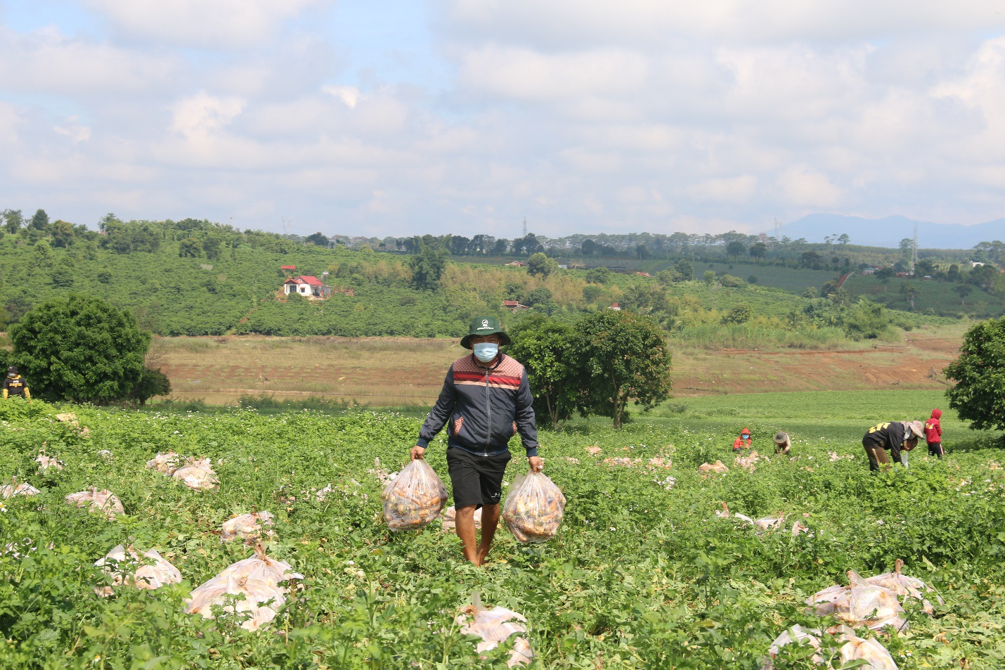 Anh nông dân &quot;chơi lớn&quot;, gửi tặng người dân TPHCM cả vườn cải trăm triệu - Ảnh 2.