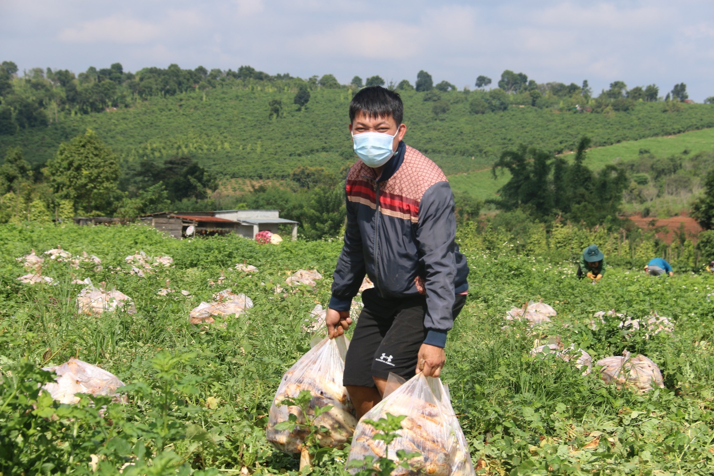 Anh nông dân &quot;chơi lớn&quot;, gửi tặng người dân TPHCM cả vườn cải trăm triệu - Ảnh 3.