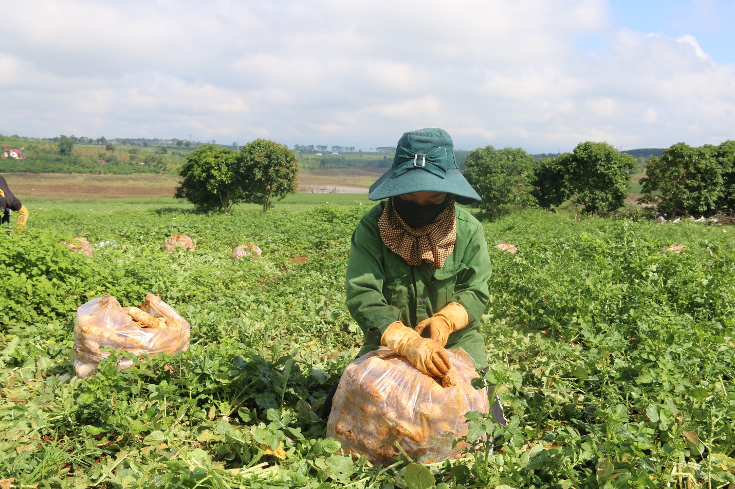 Anh nông dân &quot;chơi lớn&quot;, gửi tặng người dân TPHCM cả vườn cải trăm triệu - Ảnh 6.