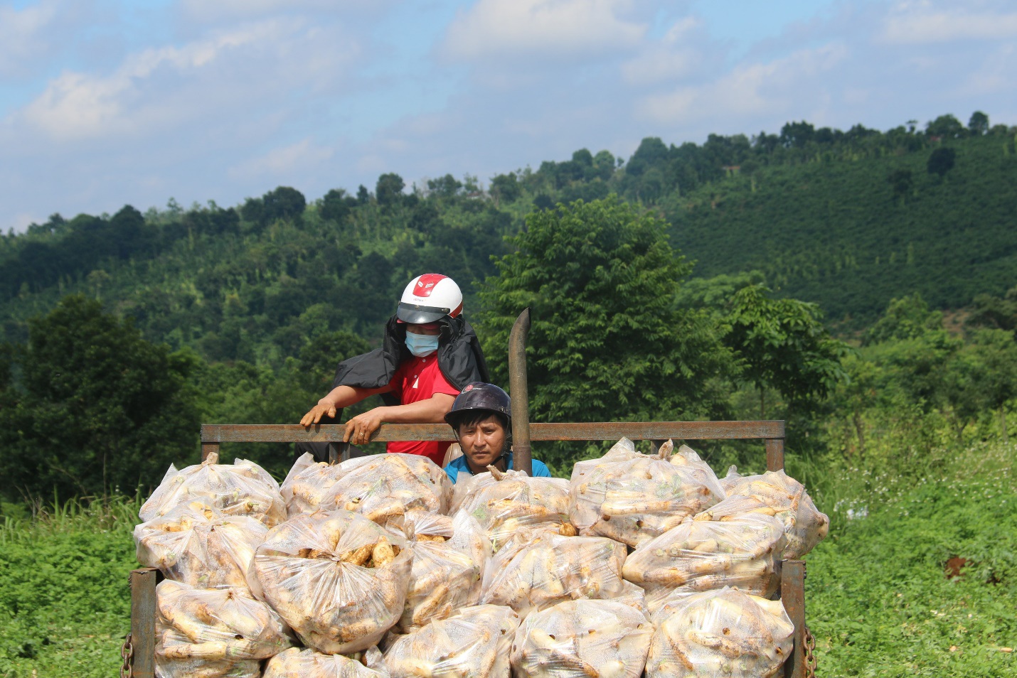 Anh nông dân &quot;chơi lớn&quot;, gửi tặng người dân TPHCM cả vườn cải trăm triệu - Ảnh 9.