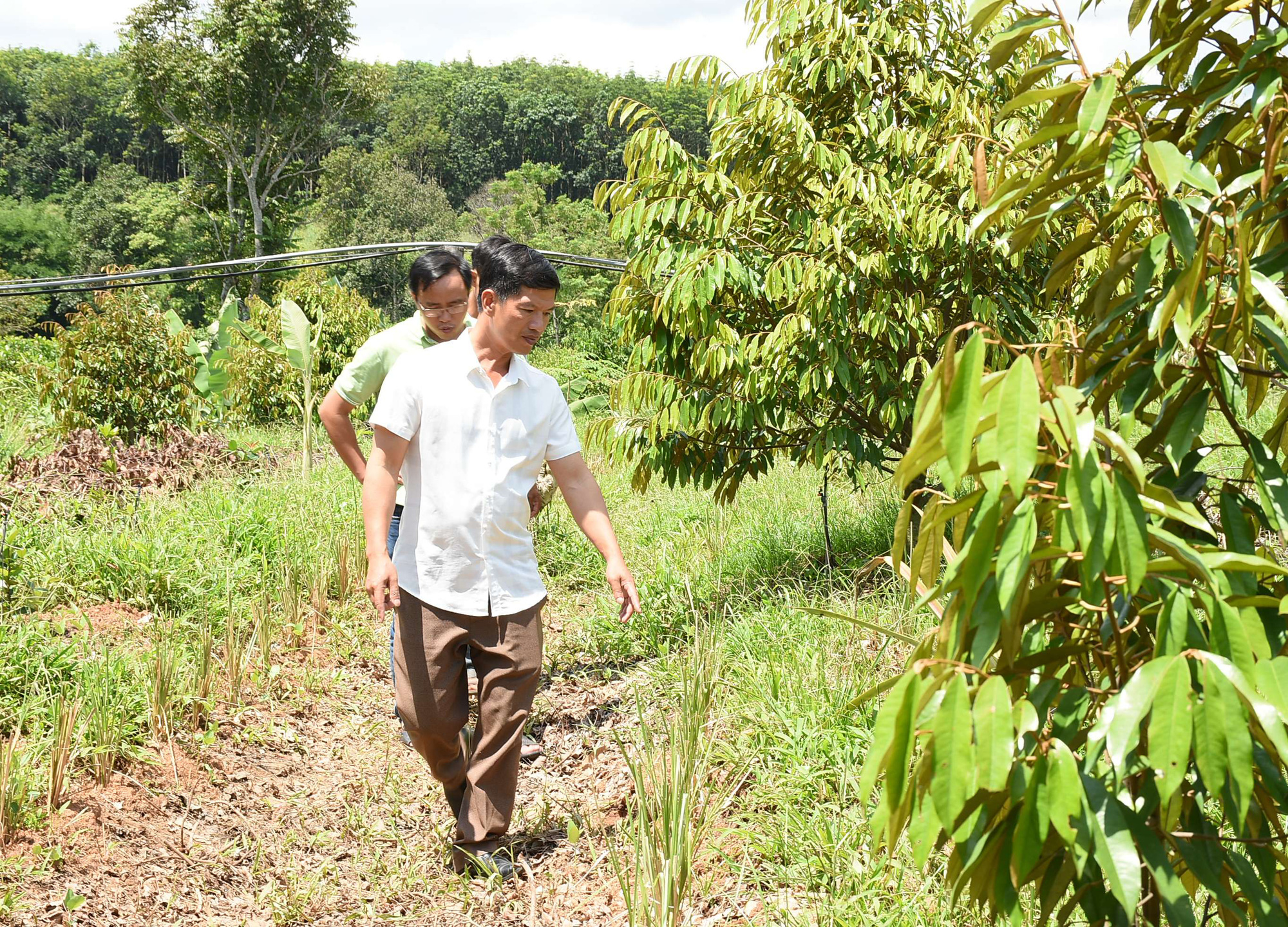 Kỳ lạ: Lão nông Kon Tum &quot;bắt được bệnh&quot; cho cây, chế ra bao &quot;thần dược&quot; cải tạo đất trồng cây gì thu cây nấy - Ảnh 2.