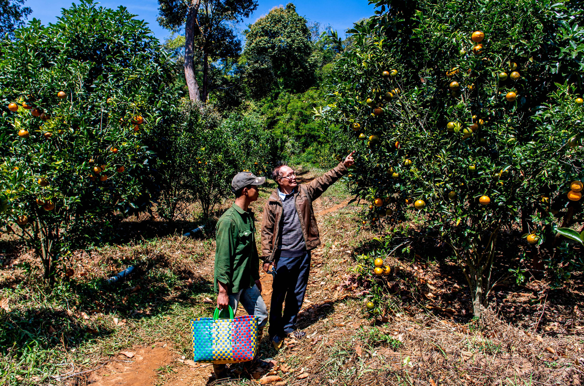  &quot;Đột nhập&quot; trang trại 20 tỷ đồng chuẩn Organic &quot;đẹp như tranh vẽ&quot; ở Kon Tum, cung cấp 240 tấn trái cây mỗi năm - Ảnh 1.