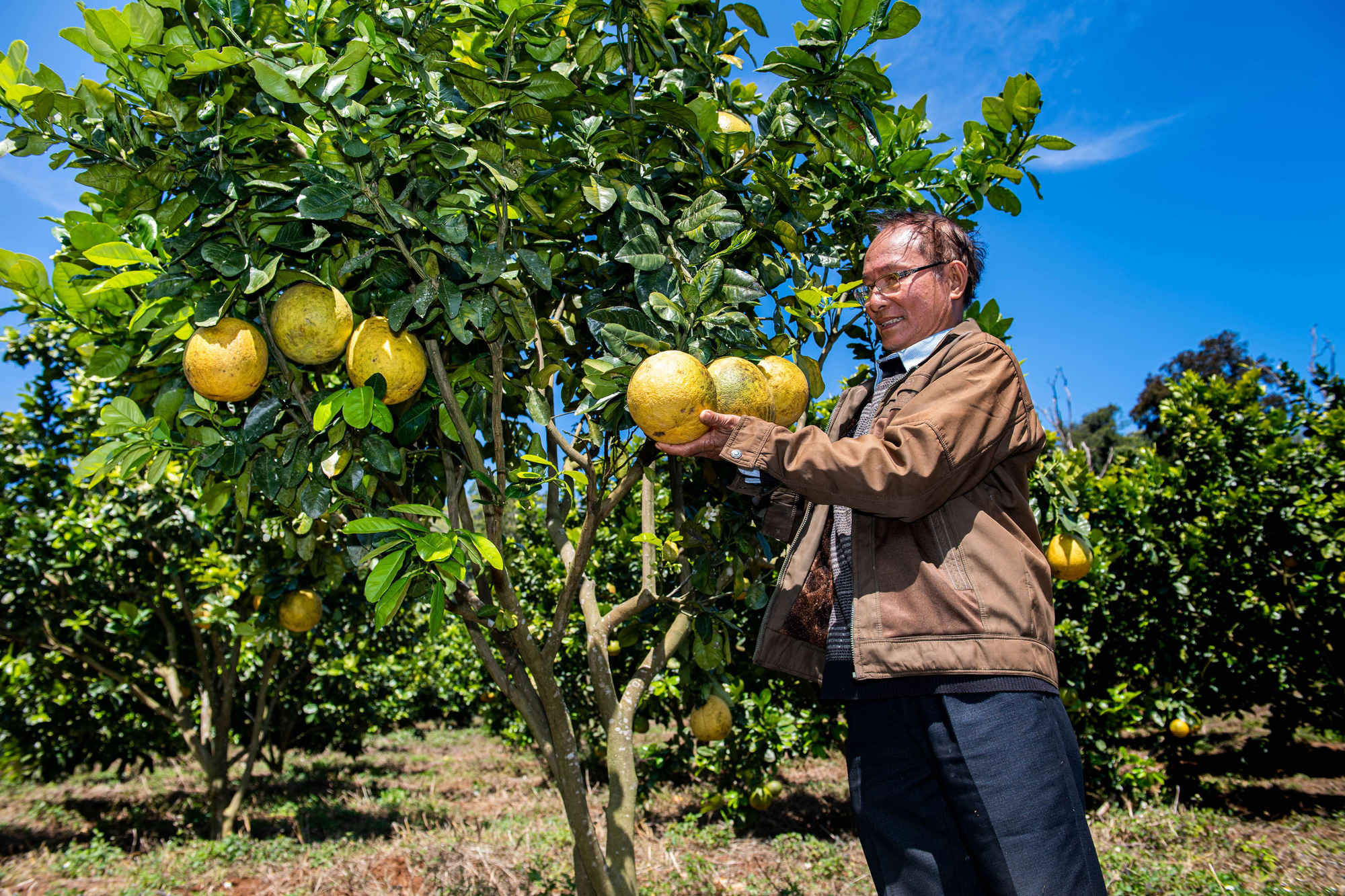 
"Đột nhập" trang trại 20 tỷ đồng chuẩn Organic "đẹp như tranh vẽ" ở Kon Tum, cung cấp 240 tấn trái cây mỗi năm - Ảnh 2.