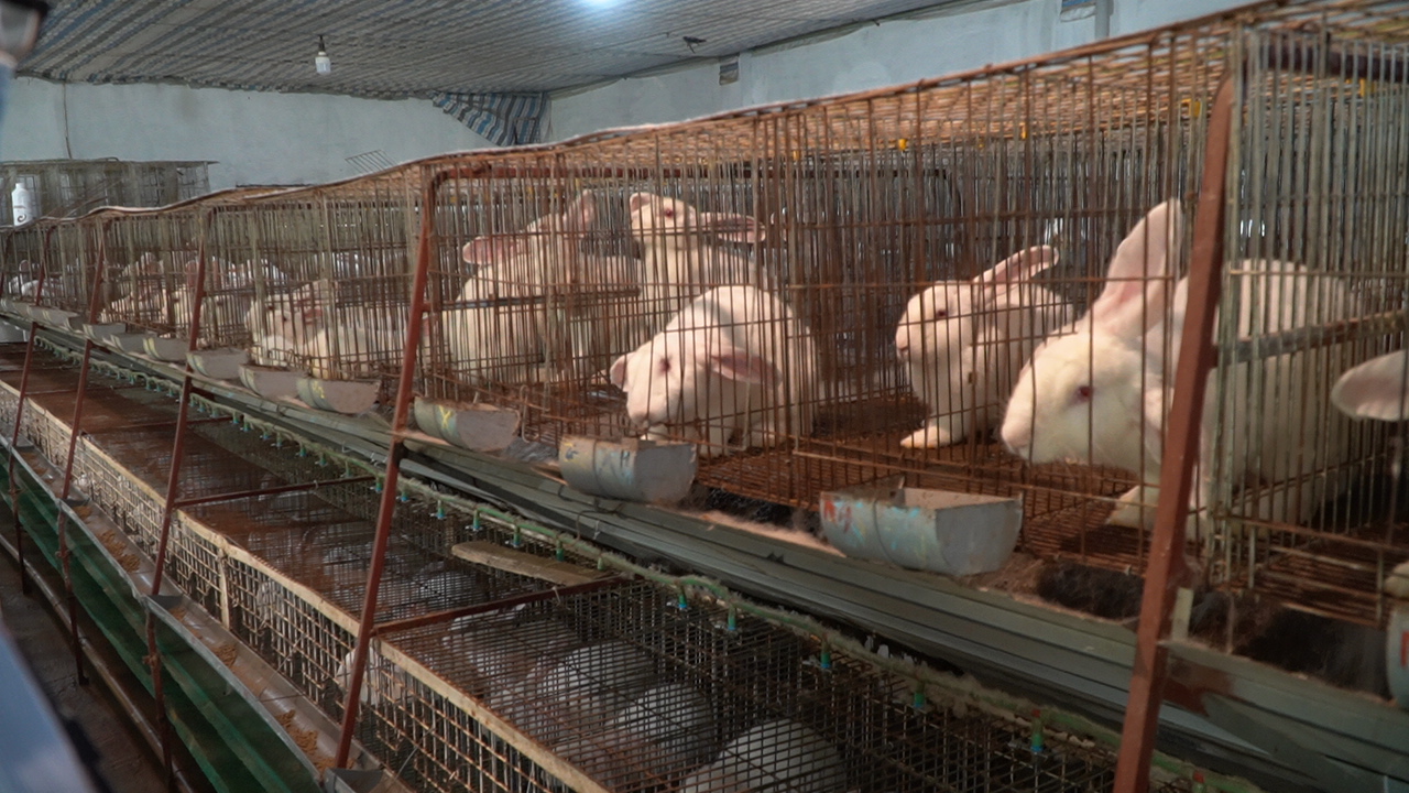 Nông dân Đan Phượng thành triệu phú nhờ nuôi thỏ xuất bán cho doanh nghiệp Nhật Bản
 - Ảnh 2.