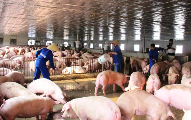 Giá thịt lợn hơi giảm mạnh, hộ chăn nuôi cần tính phương án sản xuất phù hợp - Ảnh 1.