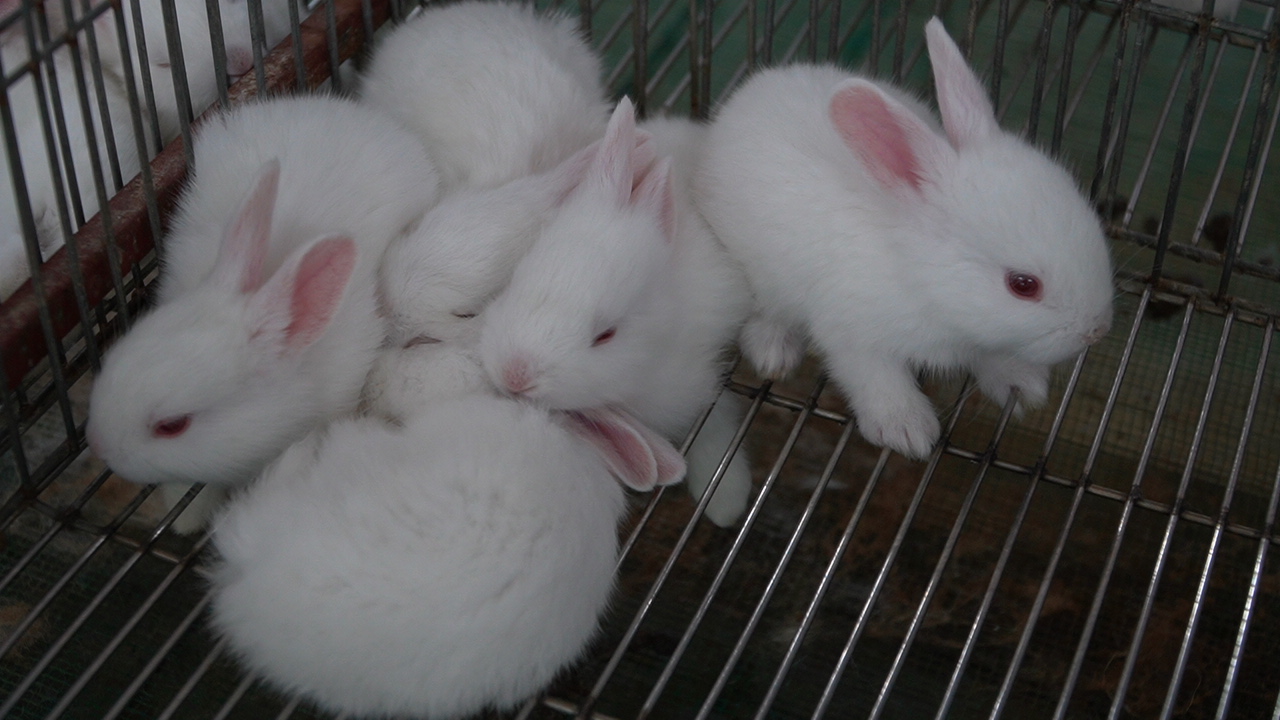 Nông dân Đan Phượng thành triệu phú nhờ nuôi thỏ xuất bán cho doanh nghiệp Nhật Bản
 - Ảnh 8.