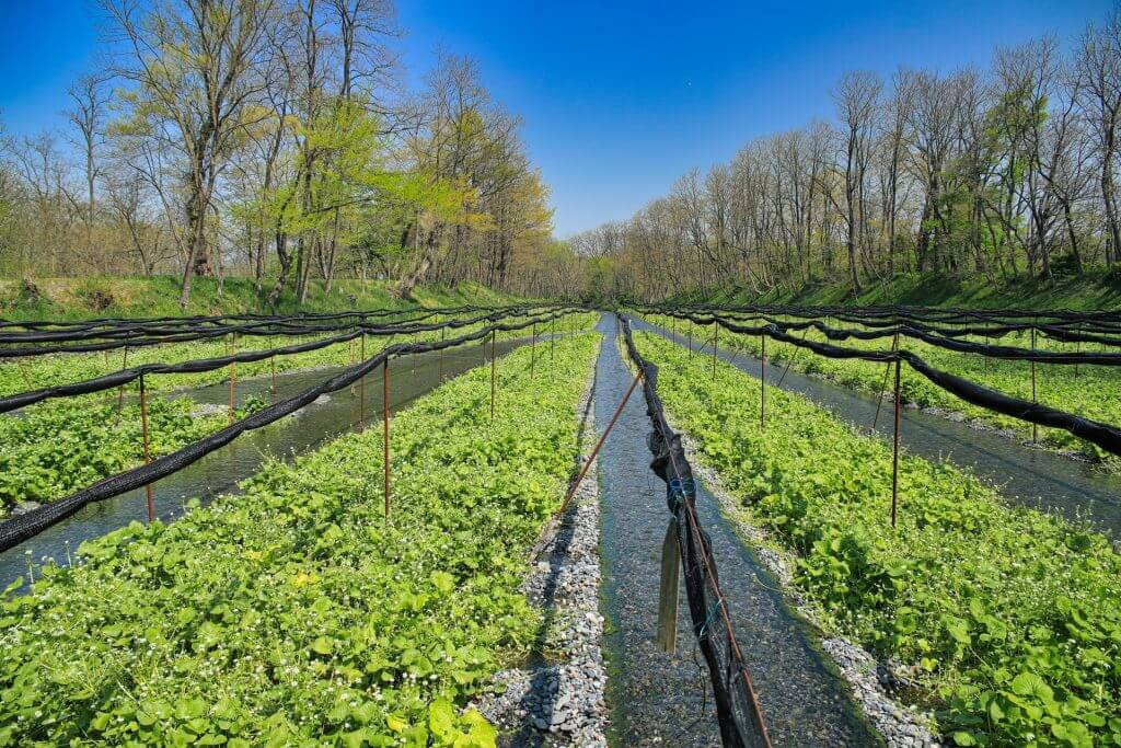 Trang trại trồng loại cây gia vị màu xanh lè có vị cay xộc đặc trưng, giá tới 3,6 triệu/kg không có mà bán - Ảnh 3.
