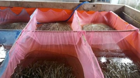 TP HCM: Nuôi lươn không bùn công nghệ cao dày đặc, cứ 1m2 bể có thể bắt bán được nửa tạ lươn thịt - Ảnh 1.