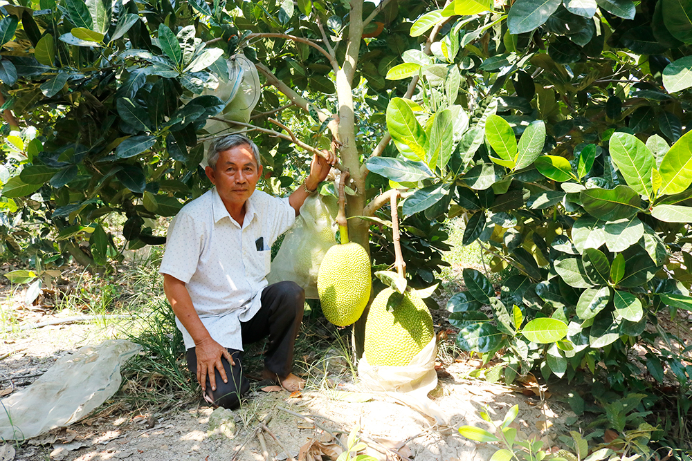 An Giang: Mang tiếng làm biếng đi trồng mít Thái ra toàn trái to bự, ai ngờ hái đến đâu thương lái mua hết sạch - Ảnh 1.