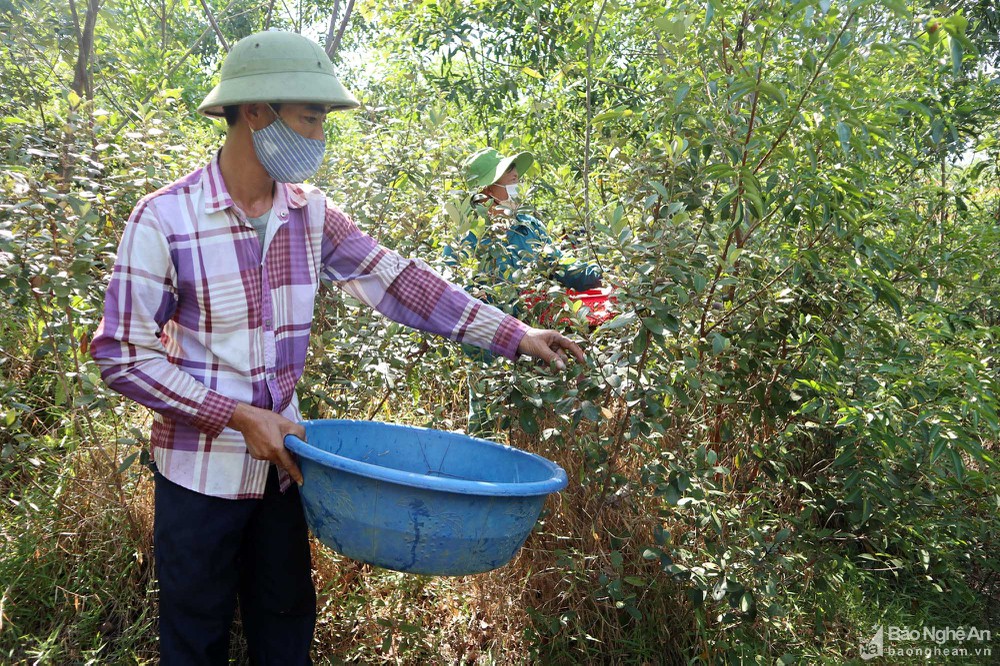 Nghệ An: Cả làng đổ xô lên rừng hái loại quả bé tí như ngón tay có nhiều công dụng từ thân, rễ, lá, quả - Ảnh 5.