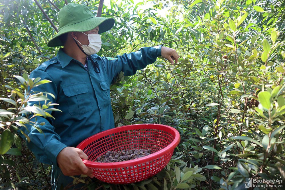 Nghệ An: Cả làng đổ xô lên rừng hái loại quả bé tí như ngón tay có nhiều công dụng từ thân, rễ, lá, quả - Ảnh 2.