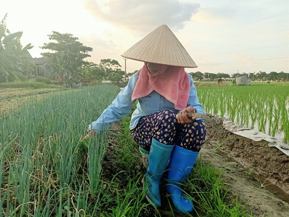 Hải Dương: Làng công giáo toàn tòng đạt chuẩn nông thôn mới gọi cây gì là ”mủa”? - Ảnh 3.