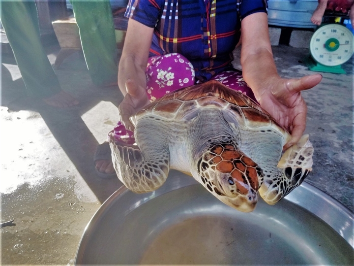 Tin nóng Hà Tĩnh: Đang đi chăn trâu, người đàn ông bắt được vích biển quý hiếm nặng 6kg - Ảnh 1.