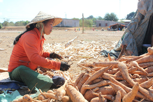 Trung Quốc chuyển sang nhập sắn từ Thái Lan - Ảnh 1.