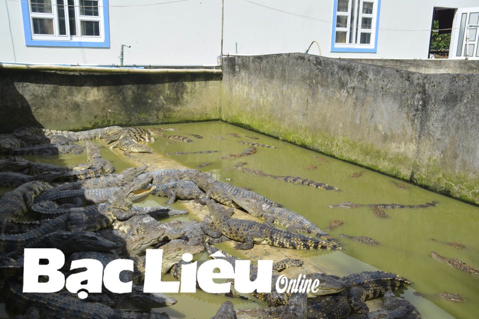 Bạc Liêu: Nuôi loài cá hung dữ này, gặp lúc mất giá chưa từng có, nông dân tiến thoái lưỡng nan chỉ biết than trời - Ảnh 1.