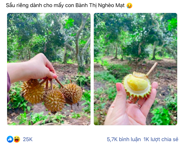 Trái sầu riêng tí hon nhất Việt Nam: Kích thước chỉ bằng một quả chôm chôm, xẻ ra bên trong đảm bảo ai cũng té ngửa - Ảnh 1.