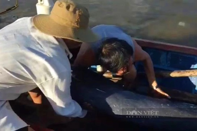 Bình Định: Cá heo nặng 50 kg bất ngờ… bơi “lạc” vào sông - Ảnh 2.