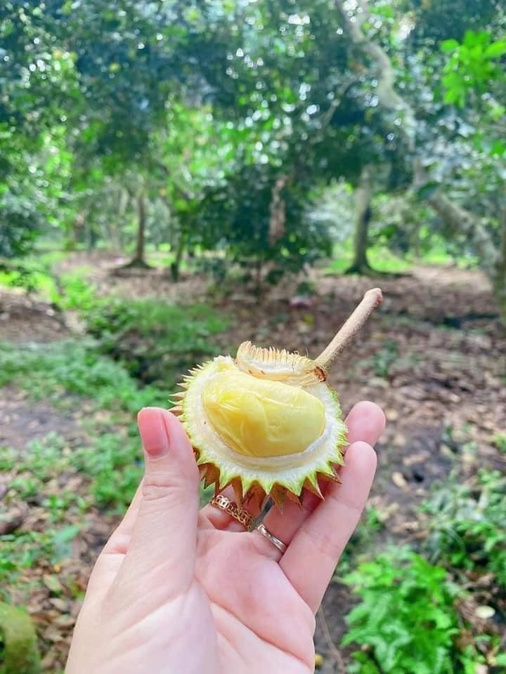 Trái sầu riêng tí hon nhất Việt Nam: Kích thước chỉ bằng một quả chôm chôm, xẻ ra bên trong đảm bảo ai cũng té ngửa - Ảnh 3.