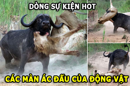 Top 10 loài động vật thông minh nhất trên hành tinh - Ảnh 11.