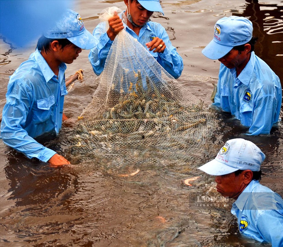 Cám cảnh nông dân miền Tây: Trái chín đầy vườn không ai mua, cá, cua có bắt lên cũng không ai ngó - Ảnh 4.