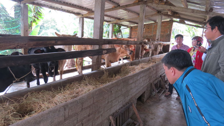 Thời buổi dịch Covid-19 khó lường, ngành nông nghiệp tỉnh Phú Yên khuyến cáo nông dân nuôi bò điều gì? - Ảnh 1.