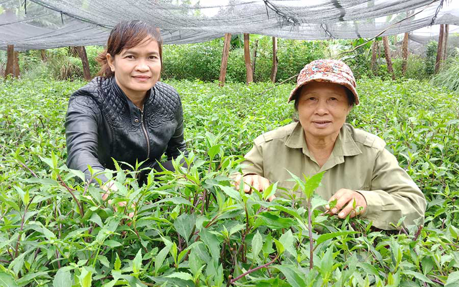 Gia Lai: Trồng rau rừng hoang dại, chăm nhàn tênh, hái vài tạ bán vẫn hết, thương lái mang bán tận Sài Gòn
