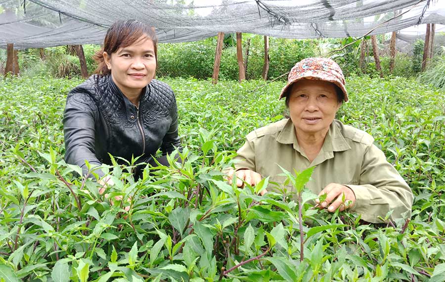 Gia Lai: Trồng rau rừng hoang dại, chăm nhàn tênh, hái vài tạ bán vẫn hết, thương lái mang bán tận Sài Gòn - Ảnh 1.