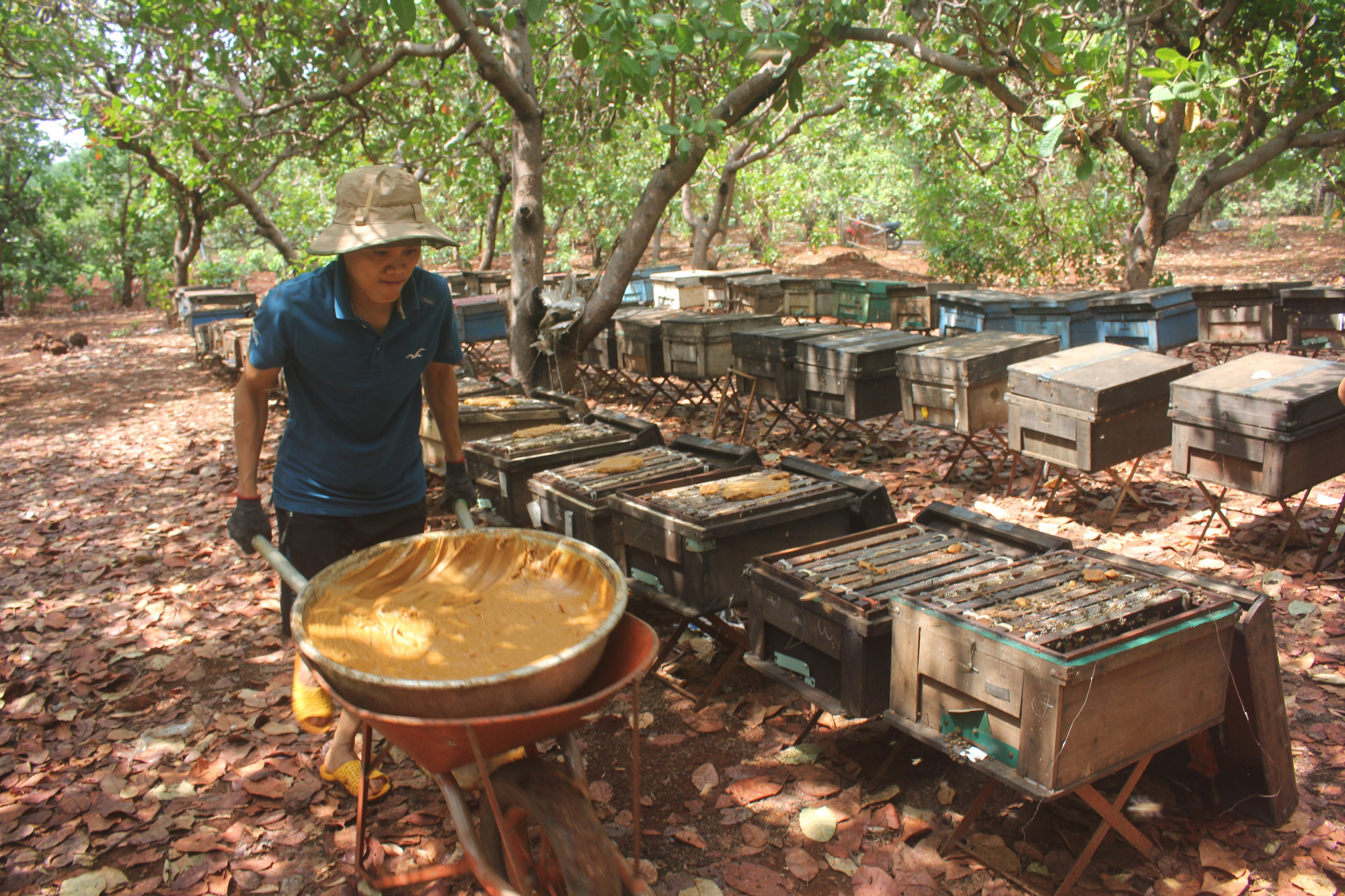 Gia Lai: Thăng trầm nghề nuôi ong du mục, chuỗi ngày sống tạm bợ ở lán trại, bìa rừng - Ảnh 2.