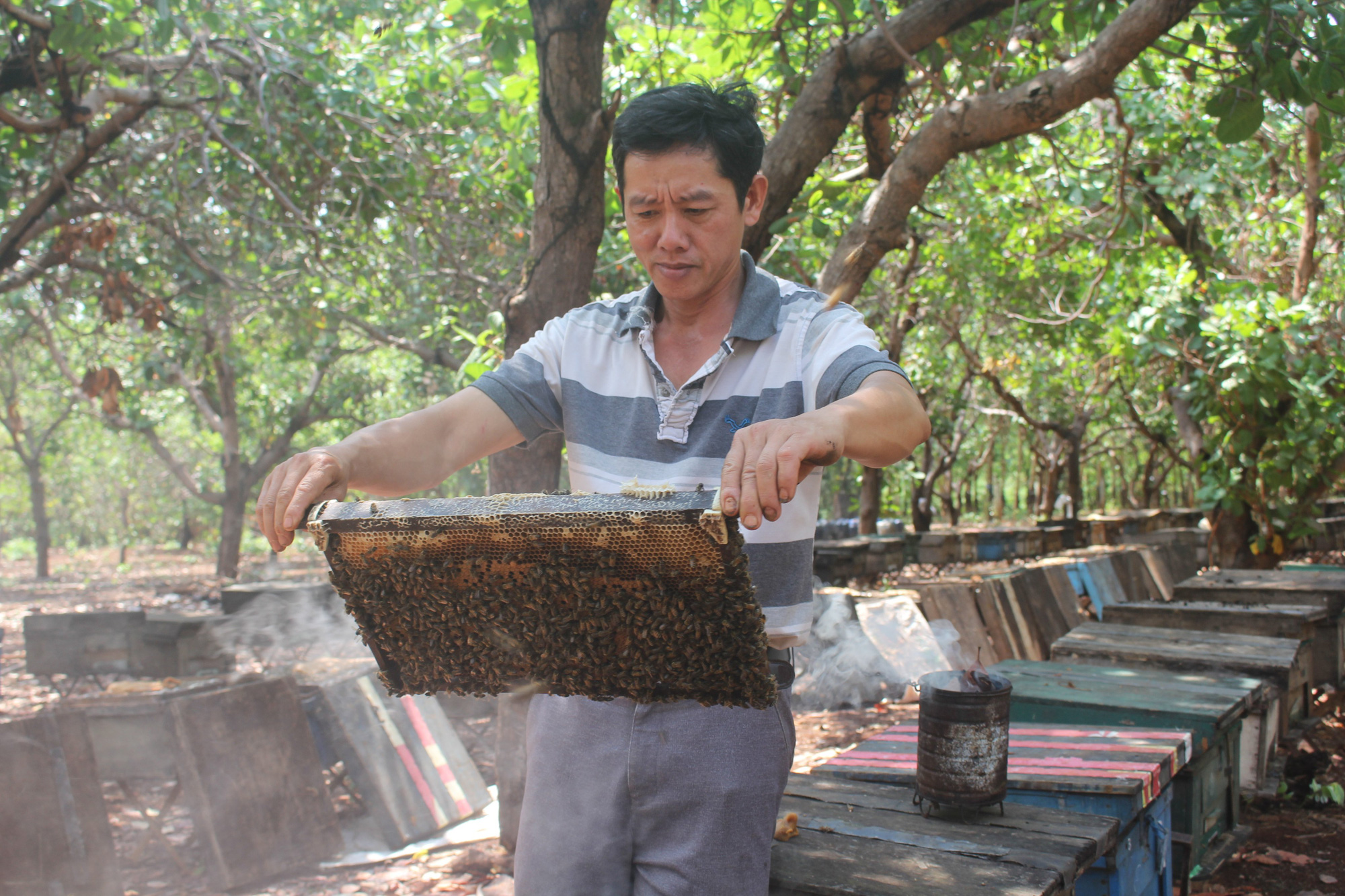 Gia Lai: Thăng trầm nghề nuôi ong du mục, chuỗi ngày sống tạm bợ ở lán trại, bìa rừng - Ảnh 4.